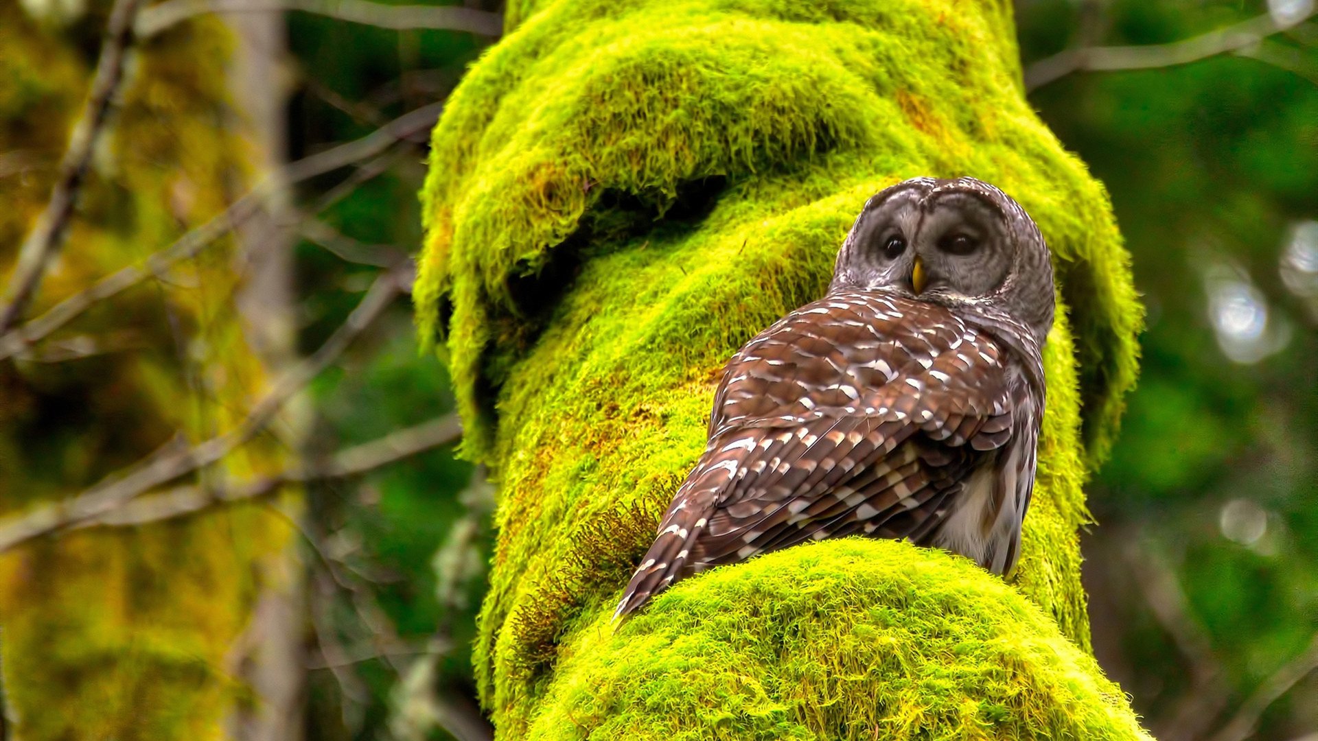 爱游戏体育入口-Dota 2 新秀选手表现抢眼，dota2新人物