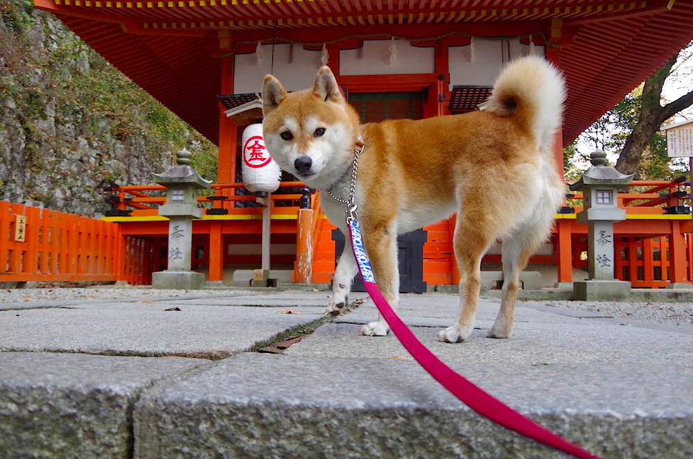 爱游戏电竞全站-《世界级主播阵容：带你看尽比赛精彩瞬间》，世界主播排名